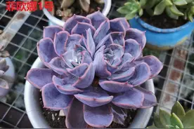 多肉植物好养活的几个品种，菲欧娜这个季节还能有粉紫色很美图片