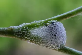 植物叶上“白色沫沫”，农村老人说它是蛇的口水，它究竟是什么？图片