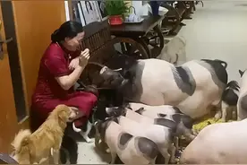 富婆女士在自家豪宅养一窝猪图片