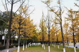 义乌“金色染秋”，趁着景色正好，请准时赴约图片