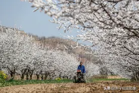 阳春三月，航拍山西晋南黄土高坡万亩花海，看看美成啥样子图片