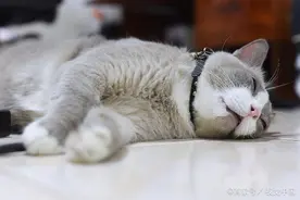 养猫有5个坏处，不是真正爱猫的人，还是不建议饲养图片