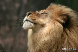 狮子难道真的是犬科动物？辟谣图片