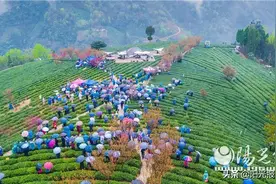 紫阳25万亩富硒茶盛大开园图片