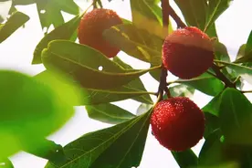 无锡吃货注意！马山杨梅开采了图片