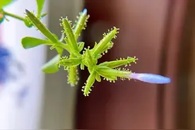 关于春天的小美好，花草杂记 ​图片