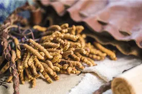 虫草的特性是什么，你对虫草了解多少呢？图片