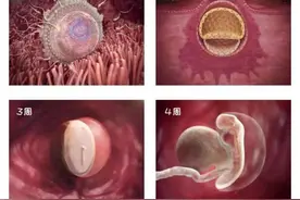 由受精到新生儿，胎宝宝怎么成长的？一组过程图带你探索生命奥秘图片