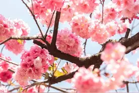 抗疫诗词·美如春花图片