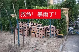 上海街头突现数百只奶猫奶狗，志愿者与警方携手救助。这是“盲盒”还是“亡盒”图片
