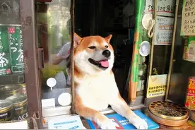 养狗竟有这些好处！估计看完你也想养一只图片