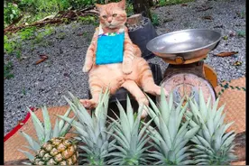 小猫帮主人卖菠萝，坐姿表情都好拽呀！猫：爱买不买，不买就走图片