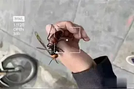 曾经天真的以为抓住了蝉就抓住了整个夏天图片
