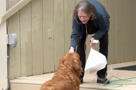 汪汪，你的外卖到了！美国一条金毛猎犬化身送货员，守护邻居健康图片