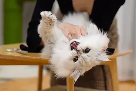 猫咪被迫剪屁屁毛，气得直嚷嚷：这样你会失去我的视频封面