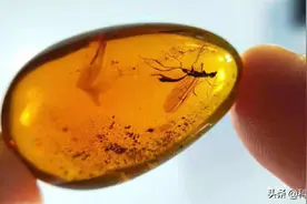 琥珀内的昆虫千万年不腐，若将人类遗体置于琥珀中，也能不腐吗？图片
