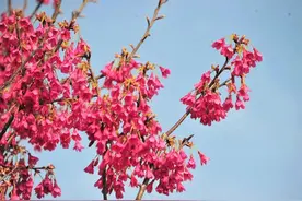 顾村樱花提前开啦！本周末即将盛花！坐15号线去打卡，去年没看的今年都补上图片