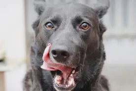 如何解读狗狗的肢体语言？狗狗舔嘴唇代表着什么？主人该如何解读图片