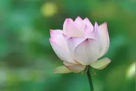 善者不辩，辩者不善图片