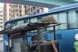 惊魂7秒！厦门一女孩跳下天桥！民警来不及施救，路人吓得惊叫图片