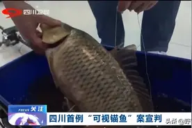 警示！锚4.3千克鲤鱼被罚5487元拘留两个月！钓鱼人当心图片