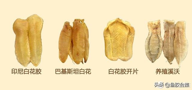 佐罗鱼胶与黄花胶区别 2026年佐罗鱼胶与黄花胶区别是什么