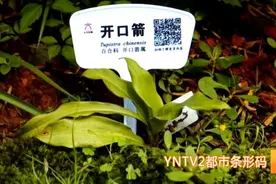 9人中毒1人死亡！这种中草药千万不能拿来当补品图片