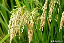 粮食储存种类选择及方法指导丨硬核生存指南图片