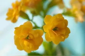 长寿花总是烂根怎么办？不仅要“对症治疗”，还要掌握预防技巧图片