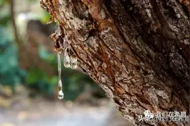 希腊特产之：希腊希俄斯乳香图片
