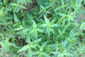 农村水边常见的白花蛇舌草，有人卖到20元一斤，价值珍贵认识一下图片