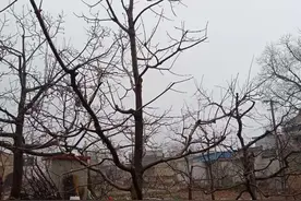 3月份花椒树如何预防倒春寒？抓住以下几点是关键图片