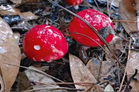 广西容县特产，1000块钱一斤的野生红菇，很补图片