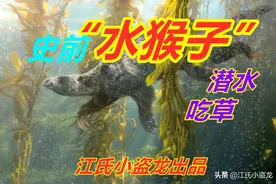 “水猴子”真的存在，喜欢下海吃海藻图片
