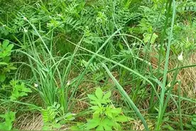 野蒜是一种什么样的植物，有啥用处？图片