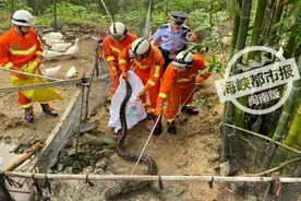 吓人！福建惊现4米巨蟒，蛇身大腿粗，吃了两只鸭图片