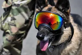 美国军犬通常比它们的训练员级别高图片
