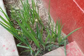 大葱，每天都吃，你见过它的花蕾吗?来看看图片