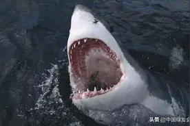 7·14“鲨鱼关注日”：鲨鱼不可怕，可怕的是“抹黑”鲨鱼的人们图片