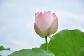 予独爱莲之出淤泥而不染，濯清涟而不妖，中通外直，不蔓不枝图片