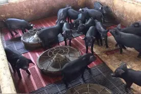 猪咬尾危害大，3种策略可有效防控图片