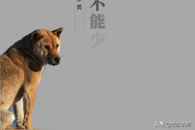 中国土狗，一个都不能少图片