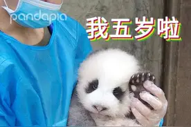 小灰灰变成小肥肥，一代战神成长记图片