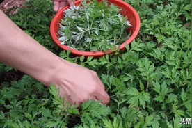 春天广东人就爱艾草这一个吃法，鲜香软糯真好吃，连吃几个还想吃图片