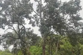 云南特有树种“球花含笑”现代化育苗保护树种资源图片