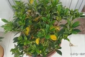 新买的栀子花，容易黄叶？教你一招，起死回生，不掉花苞！图片