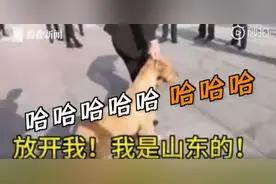 乱入山东医疗队合影的金毛犬，又有新故事了！网友这样评价山东人！图片