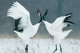 知识进补 | 不看这些影像，你永远不知道我们正在失去什么图片
