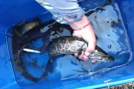 秋季的黑鱼最贪吃，只要按这个方法下钩，新手也能钓到图片