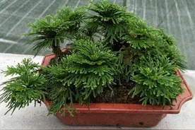 喜欢养花，野外遇到4种植物要带回来，把它养成漂亮的小盆栽图片